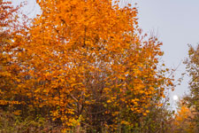 Nordschwarzwald. Gündringen. Herbst