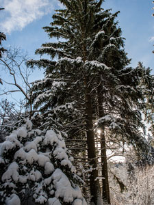 Nordschwarzwald. Gündringen. Fichten