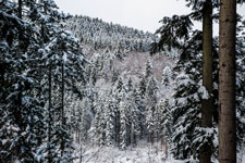 Nordschwarzwald. Gündringen. Steinachtal
