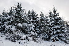 Nordschwarzwald. Gündringen. Schnee