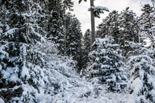 Nordschwarzwald. Gündringen. Geschneiter Wald