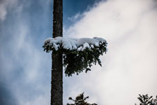 Nordschwarzwald. Gündringen. Ein Zweig