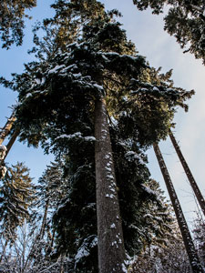 Nordschwarzwald. Gündringen. Fichten