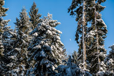 Nordschwarzwald. Gündringen. Geschneiter Wald