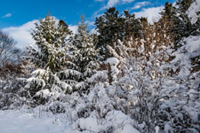 Nordschwarzwald. Gündringen. Geschneiter Wald