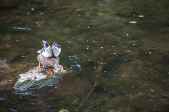 Nordschwarzwald. Am Waldach. Eine Ente