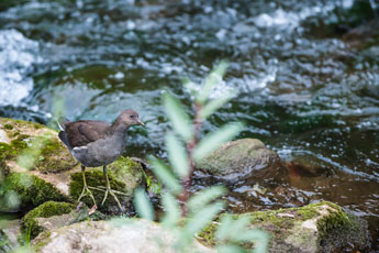 Nordschwarzwald. Am Waldach. Ein Teichhuhn