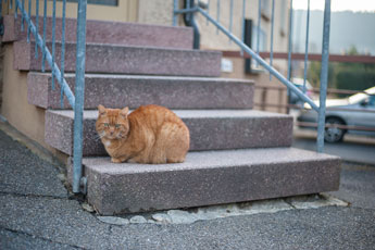 Nordschwarzwald. Eine Katze