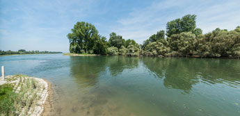 Alter Rhein. Plittersdorf