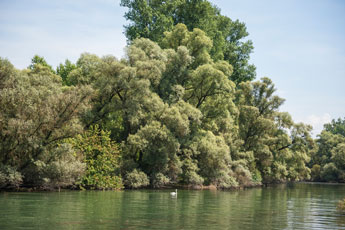 Alter Rhein. Plittersdorf
