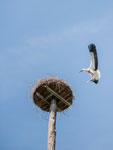 Am Rhein. Weißstorch