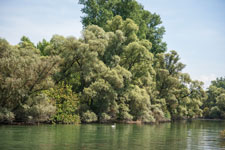 Alter Rhein. Plittersdorf