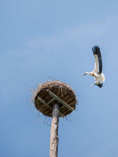 Am Rhein. Weißstorch