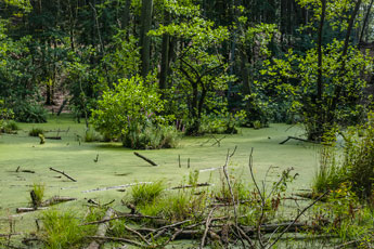 Insel Rügen. Nationalpark Jasmund