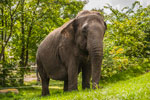 Insel Rügen. Ein Elefant