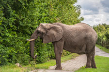 Insel Rügen. Ein Elefant