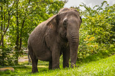 Insel Rügen. Ein Elefant