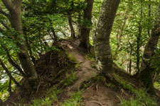 Nationalpark Jasmund. Ein Abstiegpfad