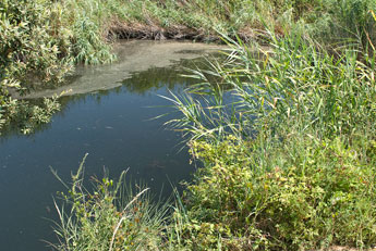 Halbinsel Kassandra. Polihorno. Ein Teich