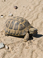 Eine Schildkröte