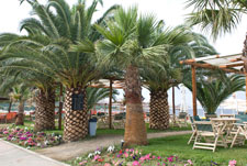 Halbinsel Sitonia. Porto Toroni