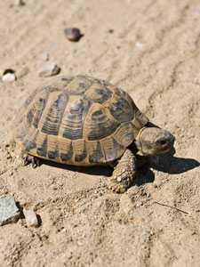 Eine Schildkröte