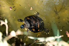 Halbinsel Kassandra. Polihorno. Eine Schildkröte