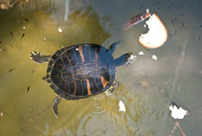 Halbinsel Kassandra. Polihorno. Eine Schildkröte