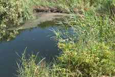 Halbinsel Kassandra. Polihorno. Ein Teich
