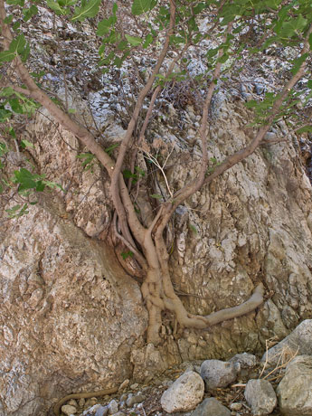 Schlucht Agia-Irini. Ein Baum