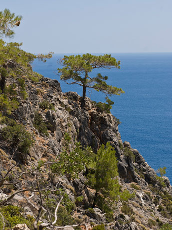 Ein Baum