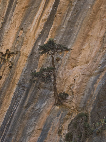Samaria-Schlucht. Ein Baum