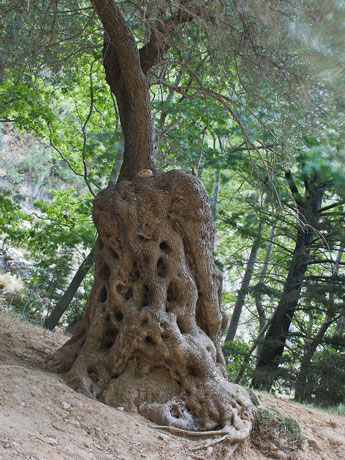Schlucht Agia-Irini. Ein Baum
