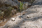 Wanderweg: Paleochora - Sougia