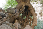 Schlucht Agia-Irini. Ein Baum