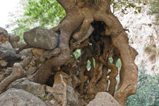 Schlucht Agia-Irini. Ein Baum
