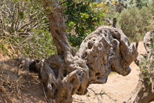 Ein Baum