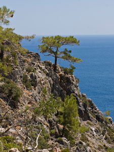 Ein Baum