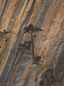 Samaria-Schlucht. Ein Baum