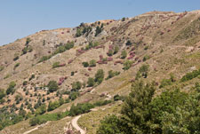 Kreta. Blühender Thymian