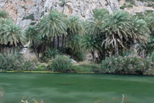 Palmenhain von Preveli