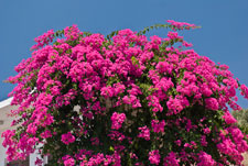 Bougainvillea