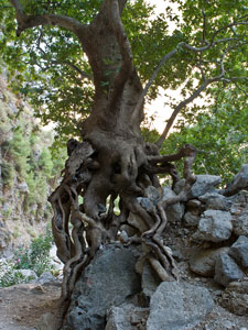 Schlucht Agia-Irini. Ein Baum