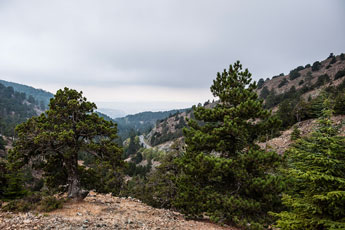 Atalanti Trail. Troodos-Gebirge