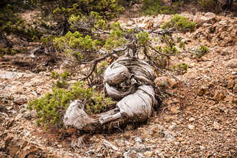 Atalanti Trail. Troodos-Gebirge. Verdreter Stamm