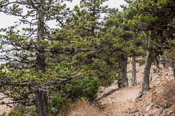 Atalanti Trail. Troodos-Gebirge