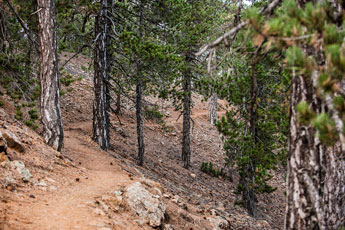 Atalanti Trail. Troodos-Gebirge