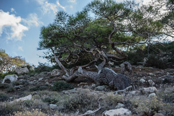 Halbinsel Akamas. Smigies Wanderung