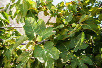 Ein Feigenbaum
