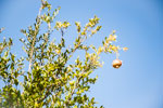 Granatapfel